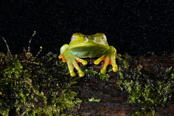 The Return of the Frogs' Song | Catherine Shainberg, Ph.D.