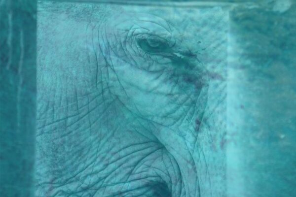 Commune with the Elephant: An Exercise for Heavy Anxiety | by Catherine Shainberg, Ph.D.